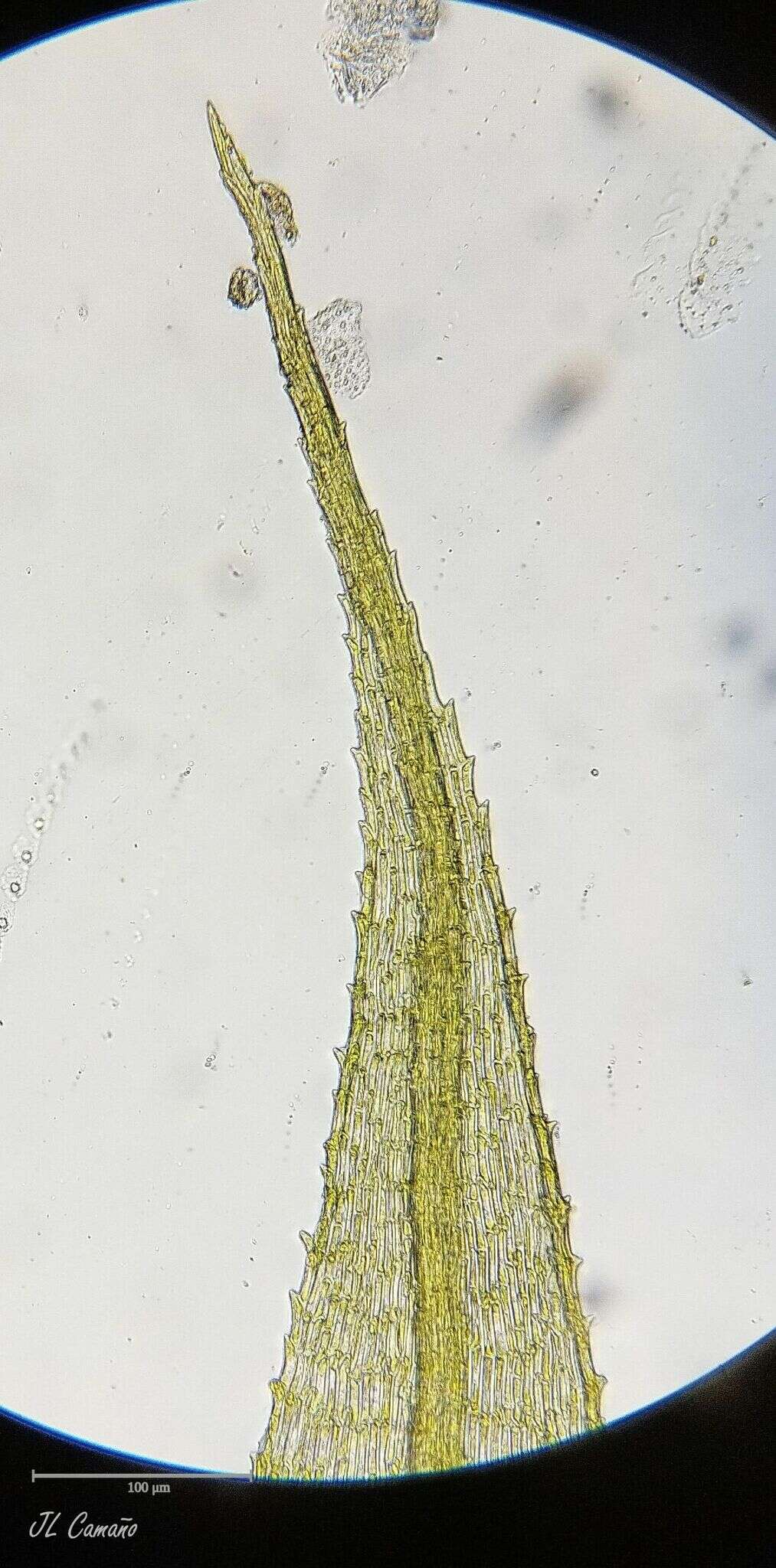 Image of rigid apple-moss