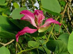 Image of bauhinia