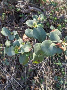 Image of island gooseberry