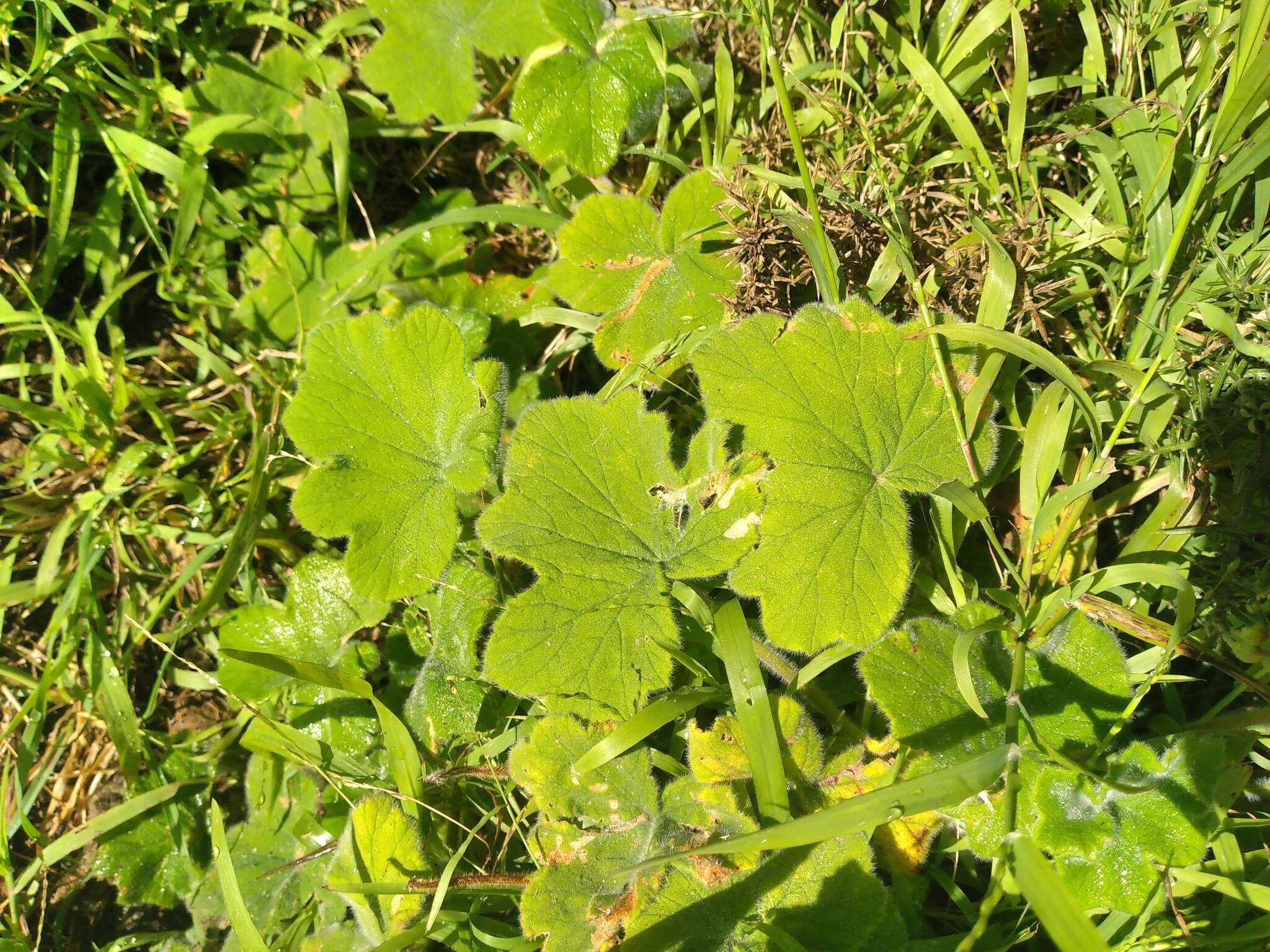 Image of Pelargonium tomentosum Jacq.