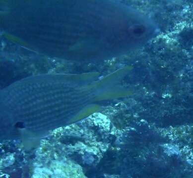 Sivun Chromis lubbocki Edwards 1986 kuva