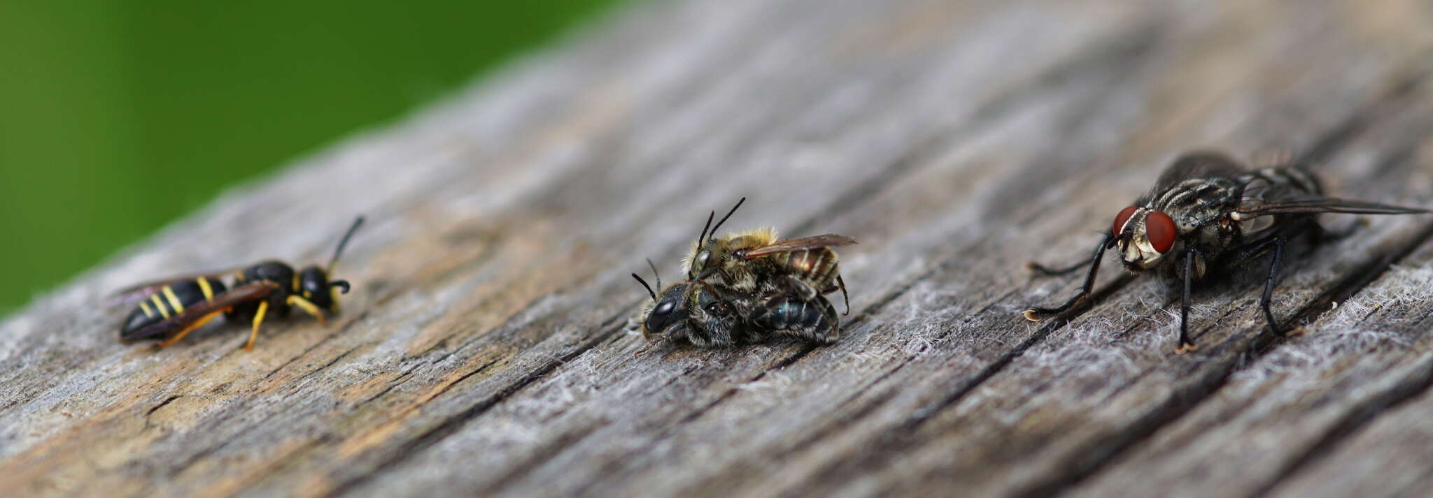 Image of Mason bee