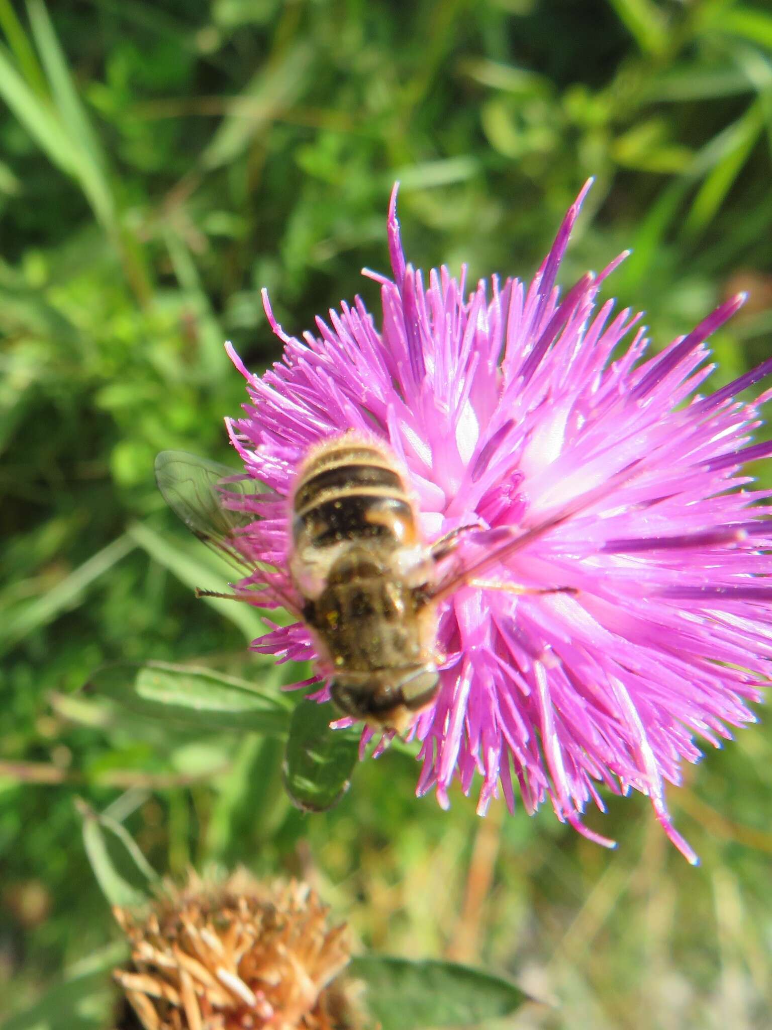 Image of Eristalis abusivus Collin 1931