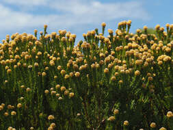 Plancia ëd Leucadendron linifolium (Jacq.) R. Br.