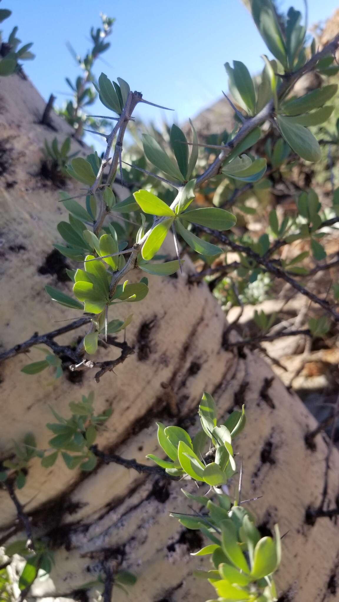 Image of boojum tree