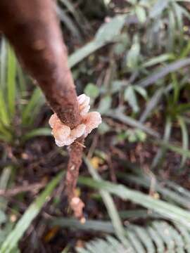 Image of Gymnopus imbricatus J. A. Cooper & P. Leonard 2013