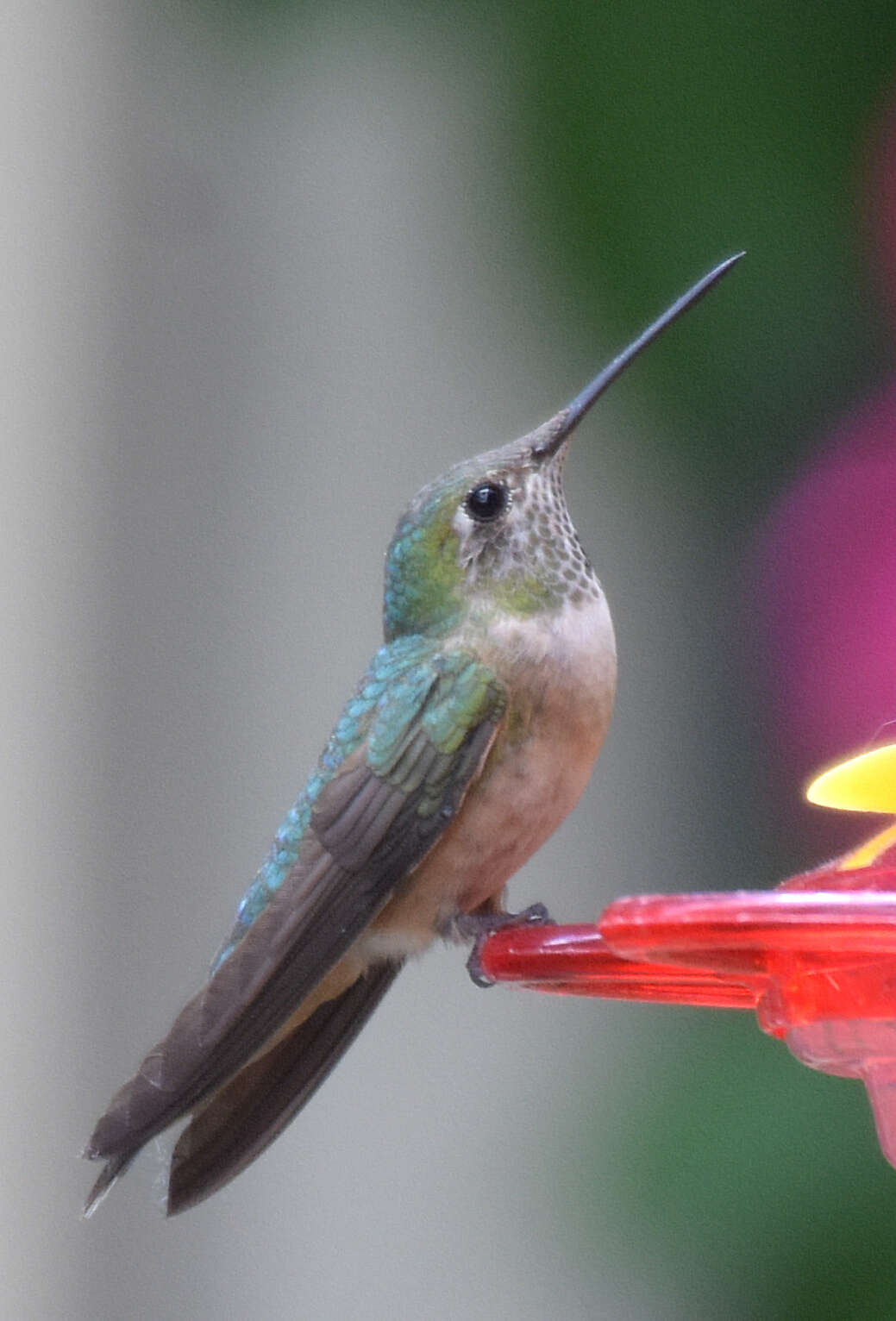 Image of Broad-tailed Hummingbird