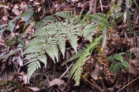 Image of Dryopteris sacrosancta Koidz.