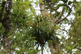 Image of Dracophyllum latifolium A. Cunn.