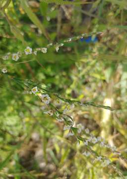 Image of Horsetail Knotweed