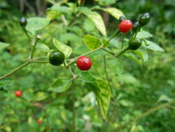 Image of bird pepper