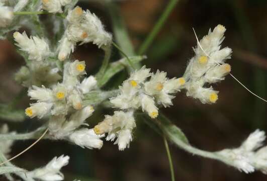 Слика од Pseudognaphalium canescens (DC.) A. A. Anderberg