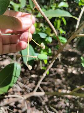 Image of Chionanthus ramiflorus Roxb.