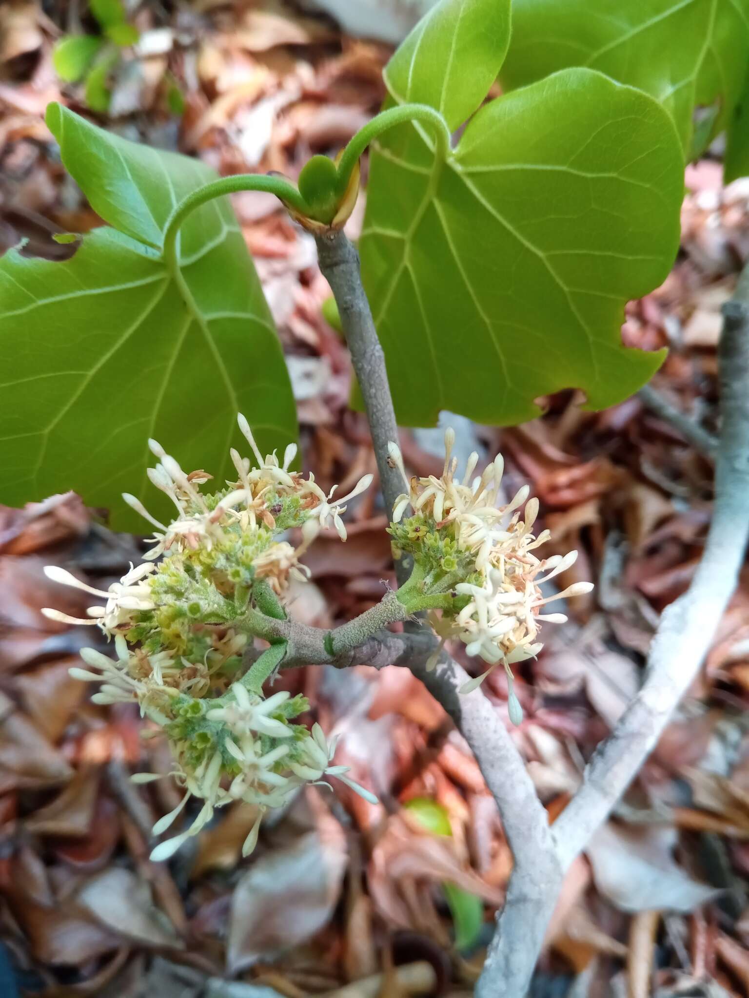 Imagem de Schizenterospermum rotundifolium Homolle ex Arènes