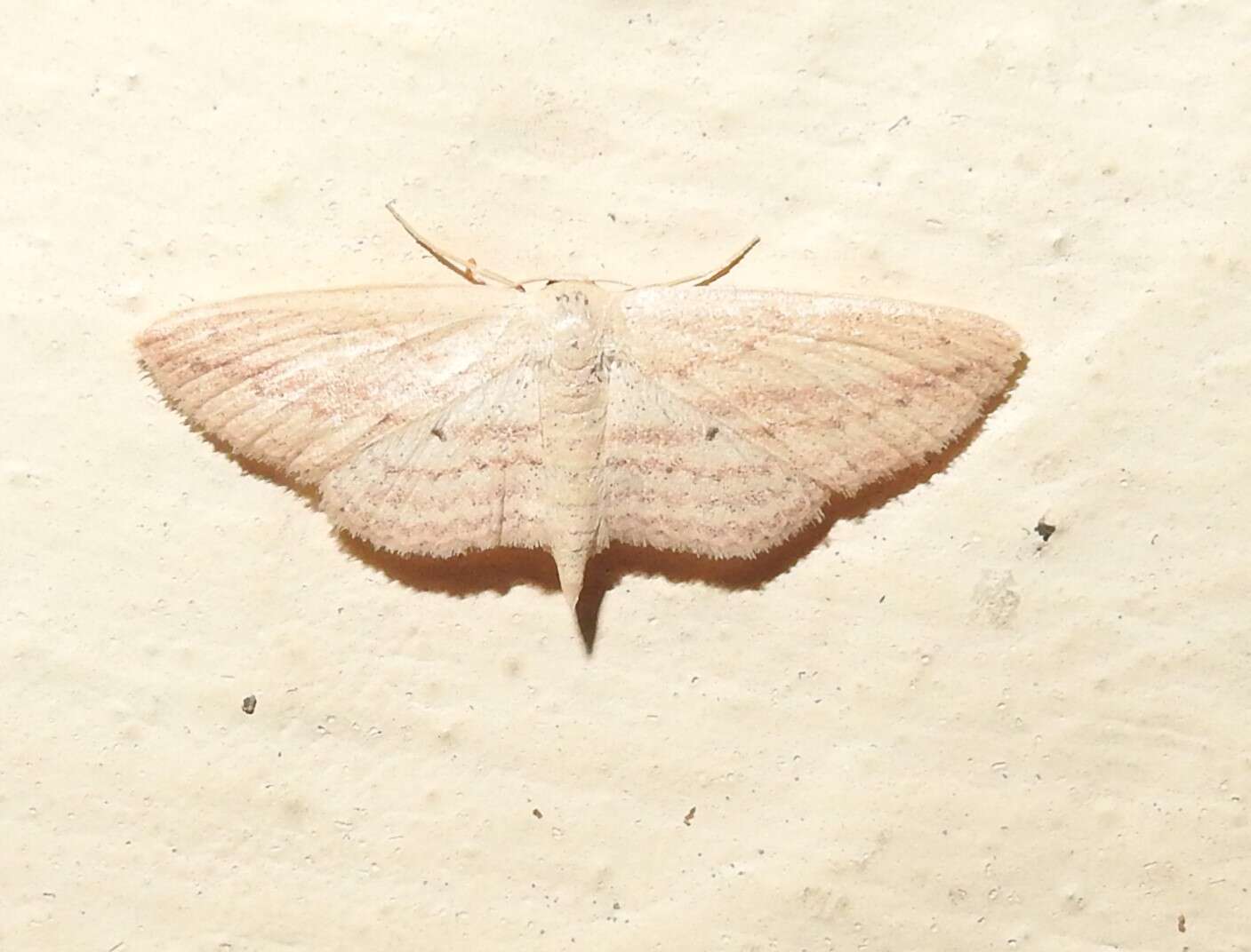 Image of Scopula emissaria Walker 1861