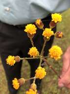 Image of Rayless Alpine Groundsel