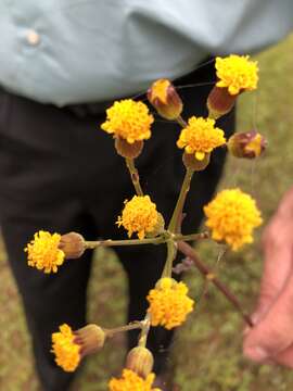 Image of Rayless Alpine Groundsel