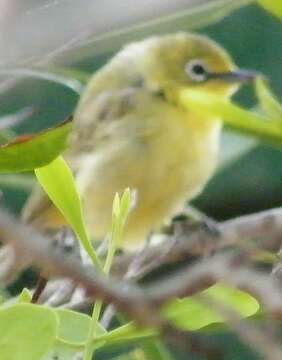 Imagem de Zosterops luteus Gould 1843