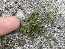 Imagem de Polycarpon tetraphyllum subsp. tetraphyllum