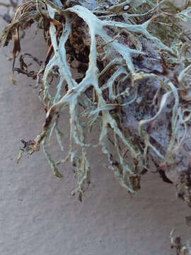 Imagem de Ramalina farinacea (L.) Ach.