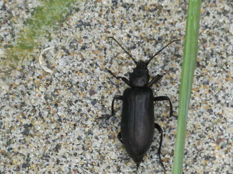 Image of Ditylus quadricollis (Le Conte 1851)