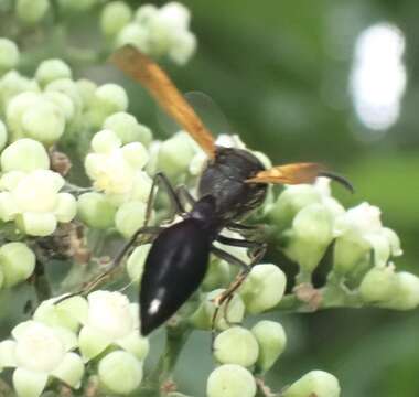 Phimenes fulvipennis (Smith 1857)的圖片