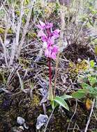 Image of Orchis olbiensis Reut. ex Gren.