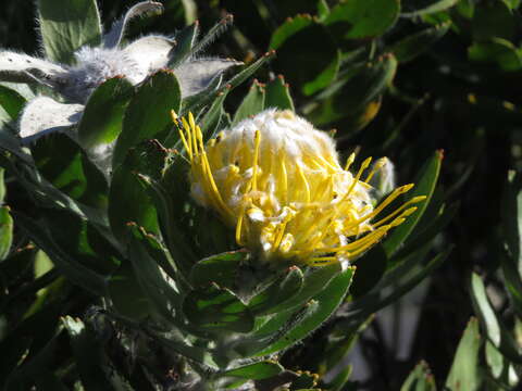 Image of Leucospermum conocarpodendron subsp. viridum Rourke