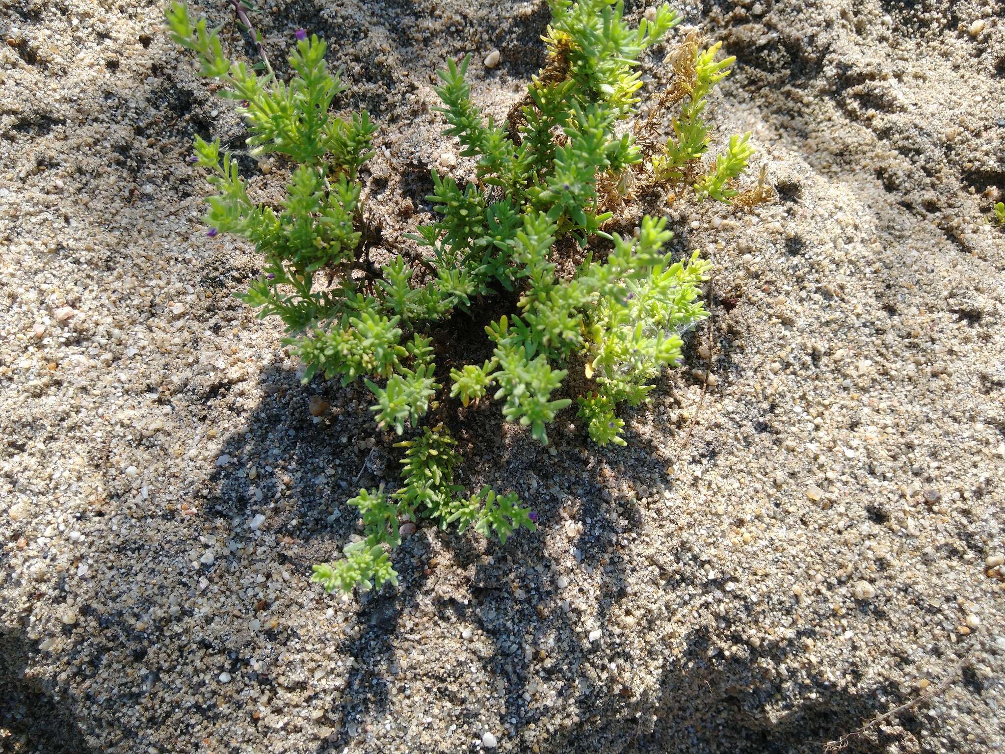 Portulaca californica D. Legrand resmi