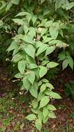 Image of fuzzy pride-of-Rochester