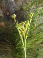 Image of Thesium strictum P. J. Berg.