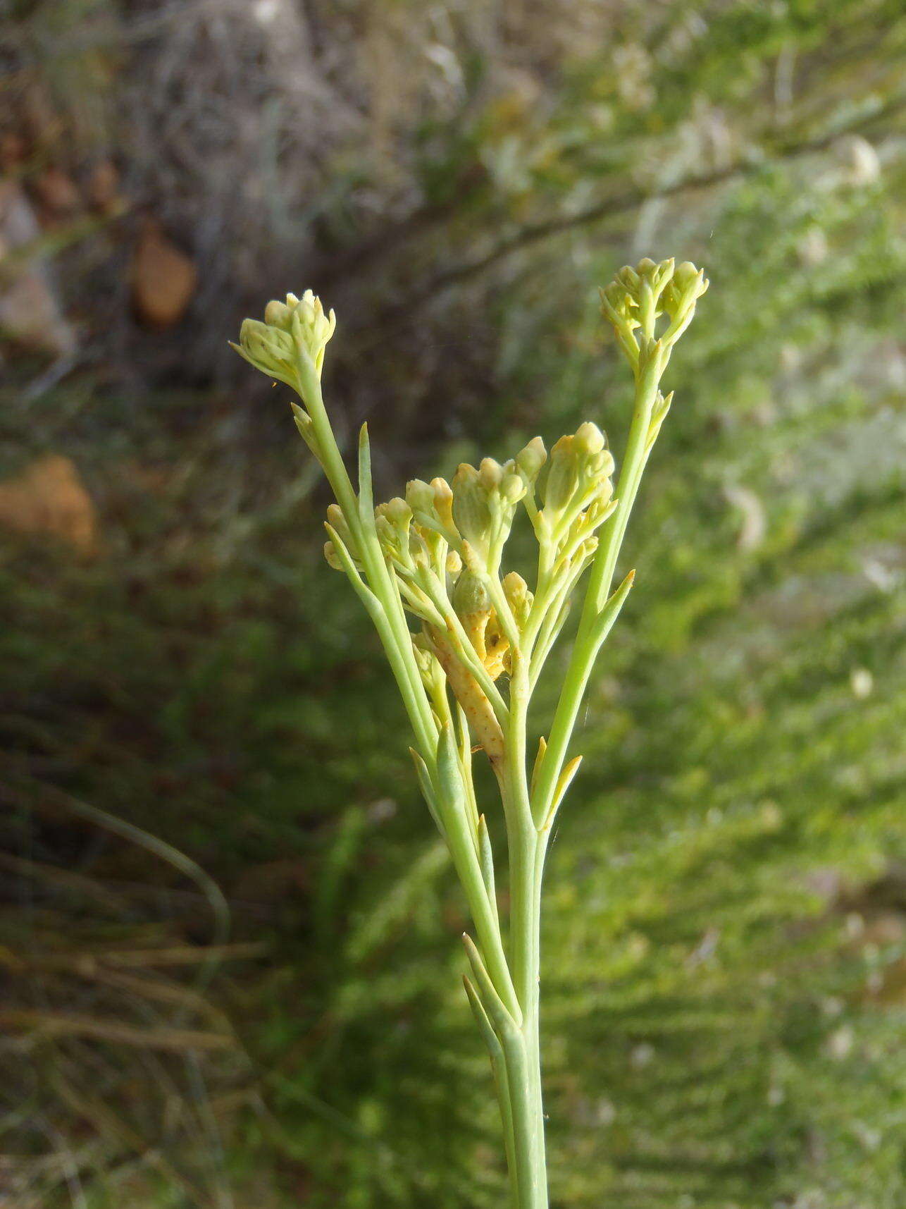 Image of Thesium strictum P. J. Berg.