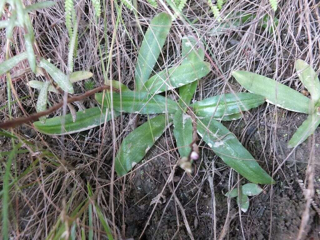 Disa sagittalis (L. fil.) Sw.的圖片