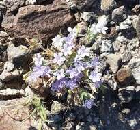 Image of Great Basin langloisia