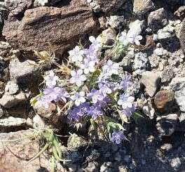 Image of Great Basin langloisia