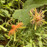 Passiflora jorullensis Kunth的圖片