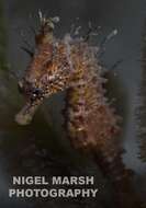 Image of Knobby Seahorse