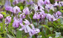 Image of Erythronium japonicum Decne.