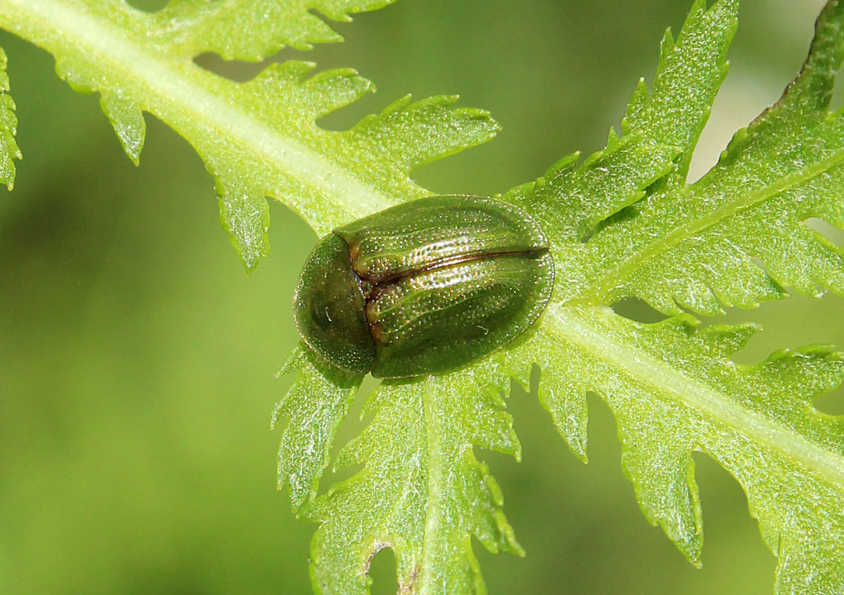 Image of Cassida (Cassida) stigmatica Suffrian 1844