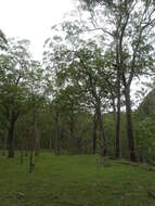 Image of Eucalyptus urophylla S. T. Blake