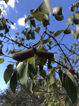 Image of Horn-pod tree