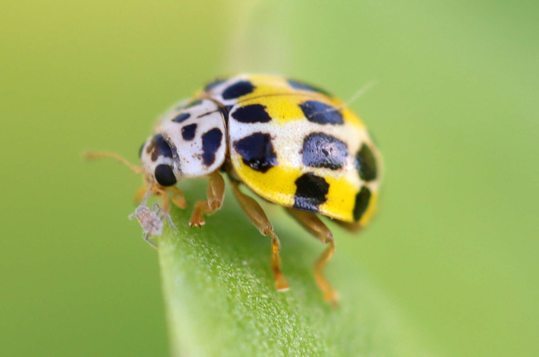 Image of <i>Psyllobora variegata</i>