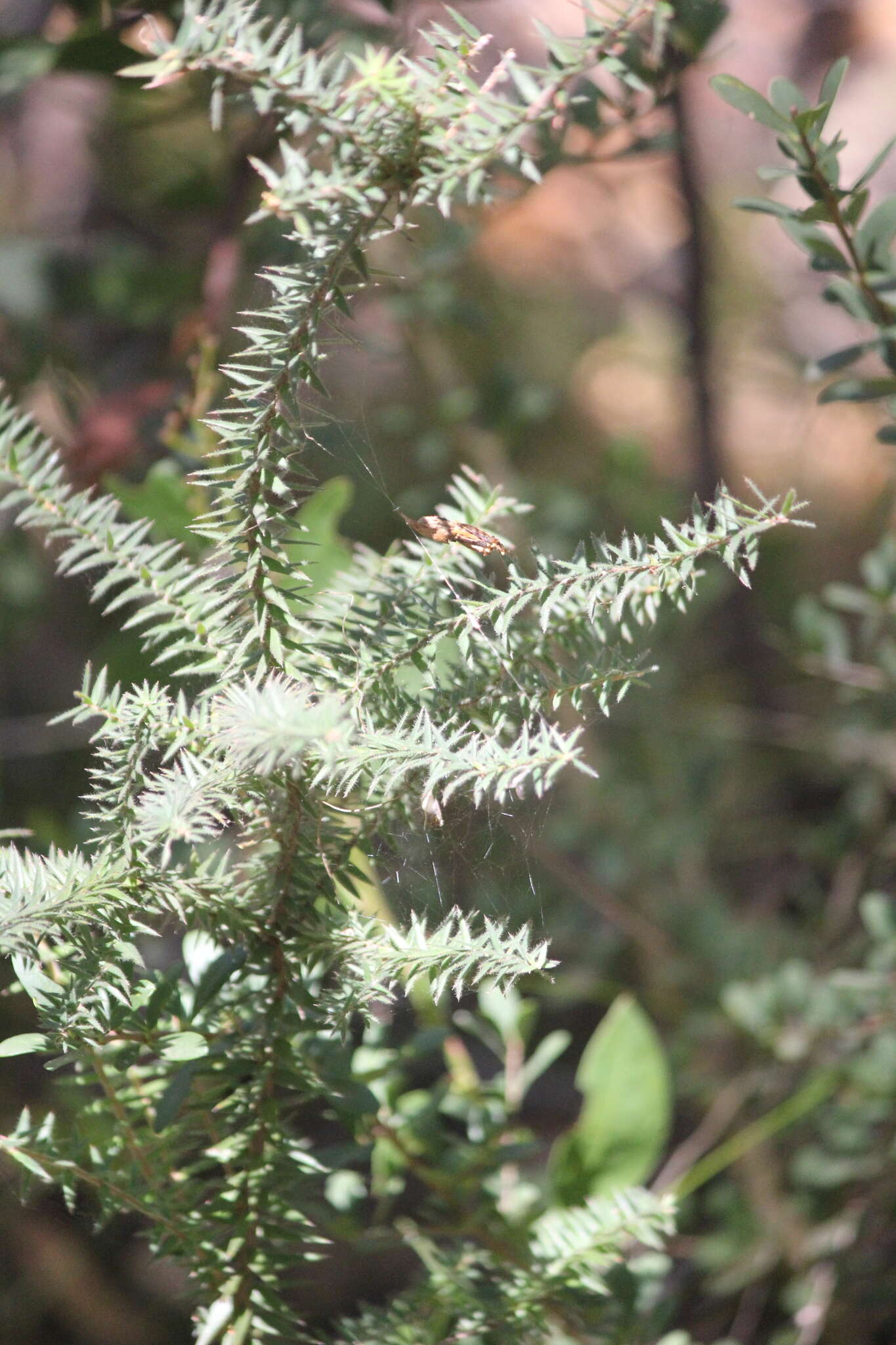 Sivun Acrotriche fasciculiflora (Regel) Benth. kuva