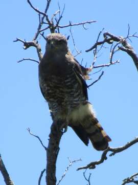 Image of Fasciated Snake-Eagle