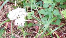 Imagem de Thalictrum tuberiferum Maxim.