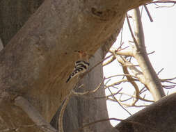 Image of Eurasian Hoopoe