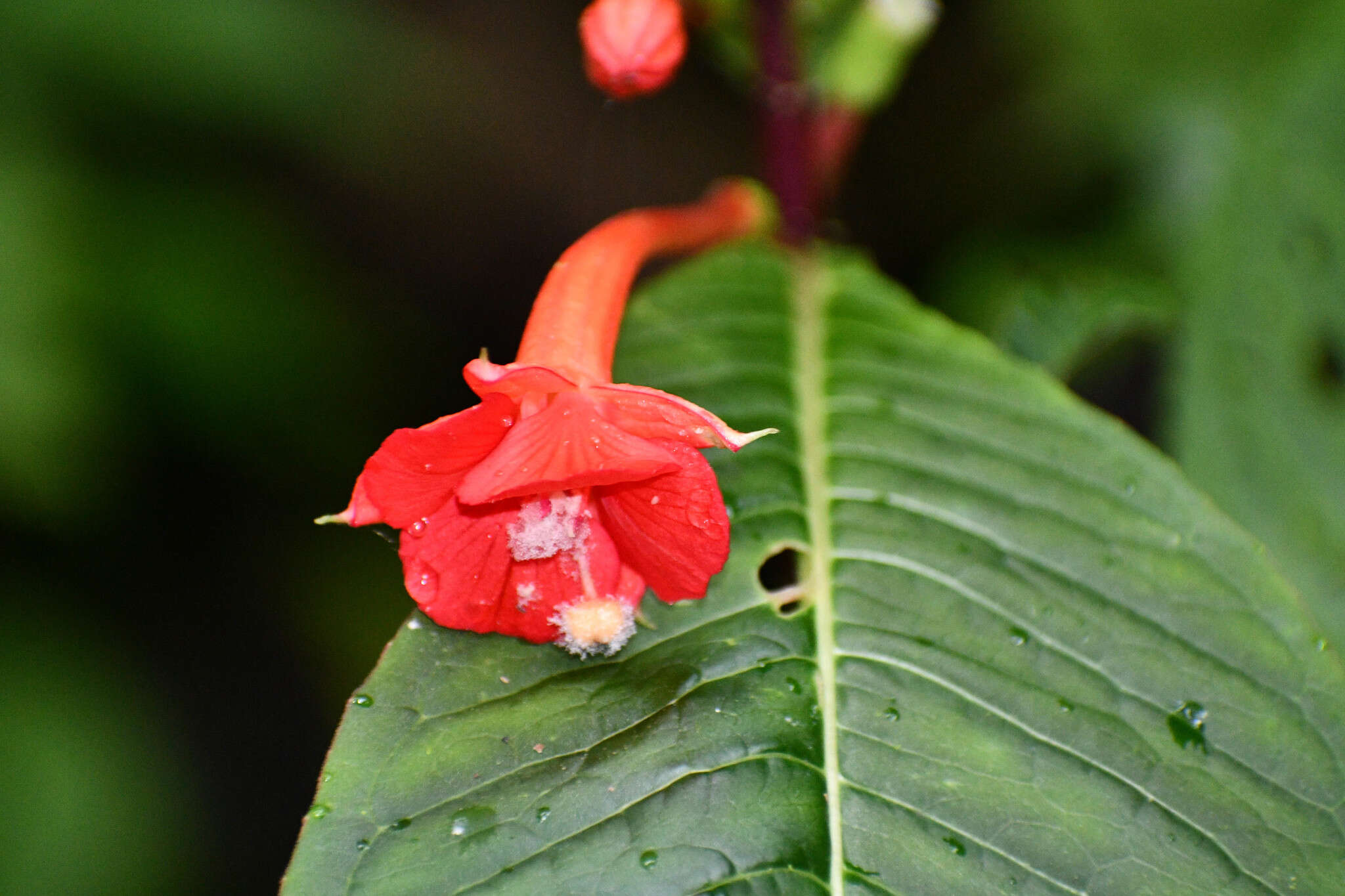 Plancia ëd Fuchsia macrostigma Benth.