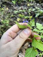 Image of desert indigo sage