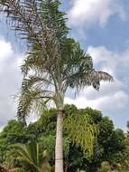 Image of Dypsis madagascariensis (Becc.) Beentje & J. Dransf.