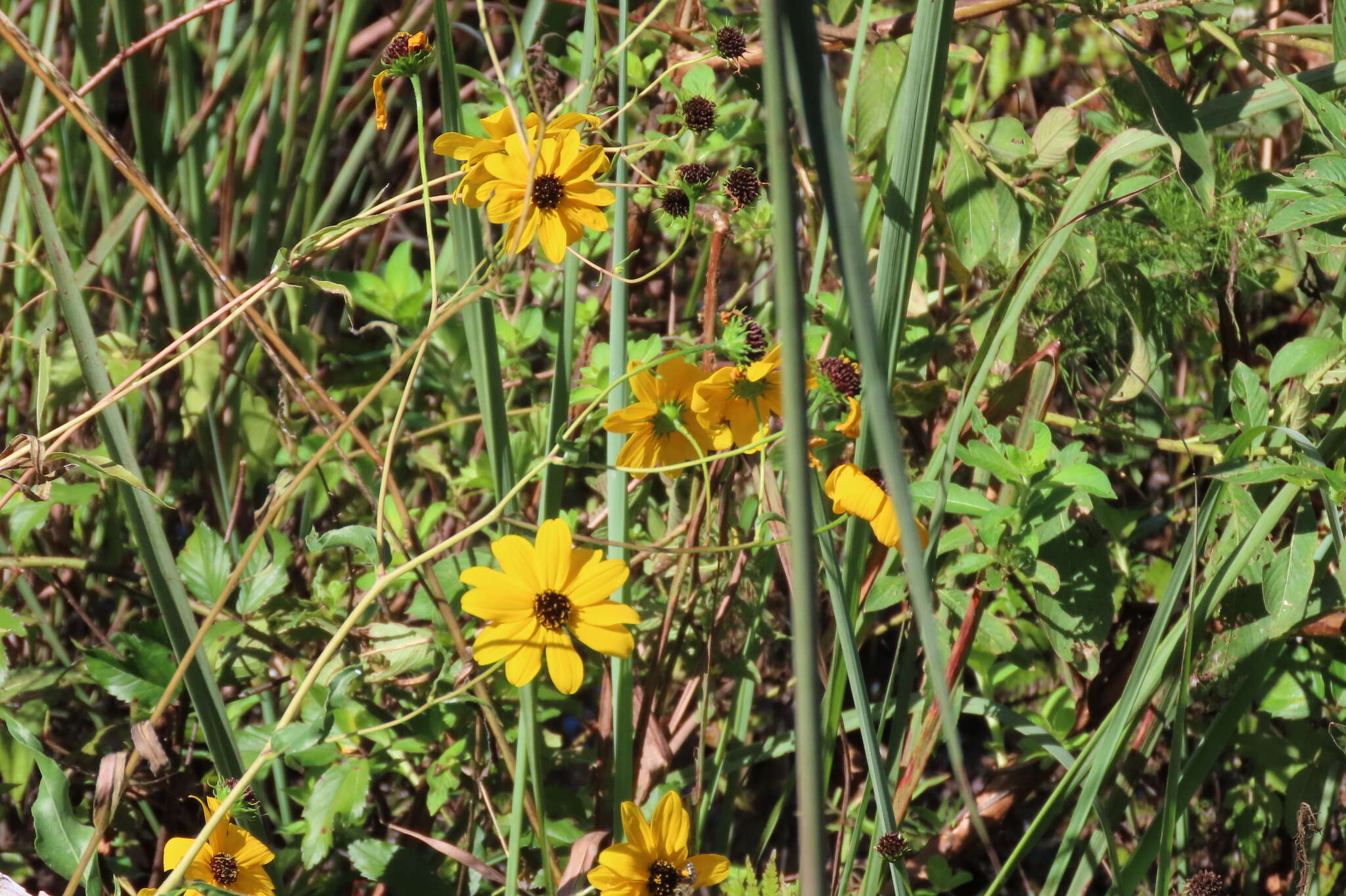 Image of prairie sunflower